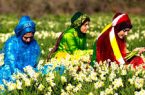 برگزاری جشنواره گل نرگس در بهبهان